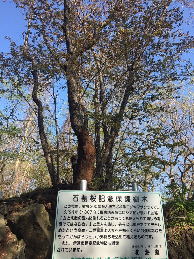 鈴蘭 有珠善光寺自然公園に桜を見に来た 石割桜は終わってたけど綺麗な所だった ここは洞爺湖ジオパークで 有珠山から7 8000年前に落ちてきた岩がその時のまま点在していて花以外にも見応えがある T Co Xztpdrnpzx Twitter