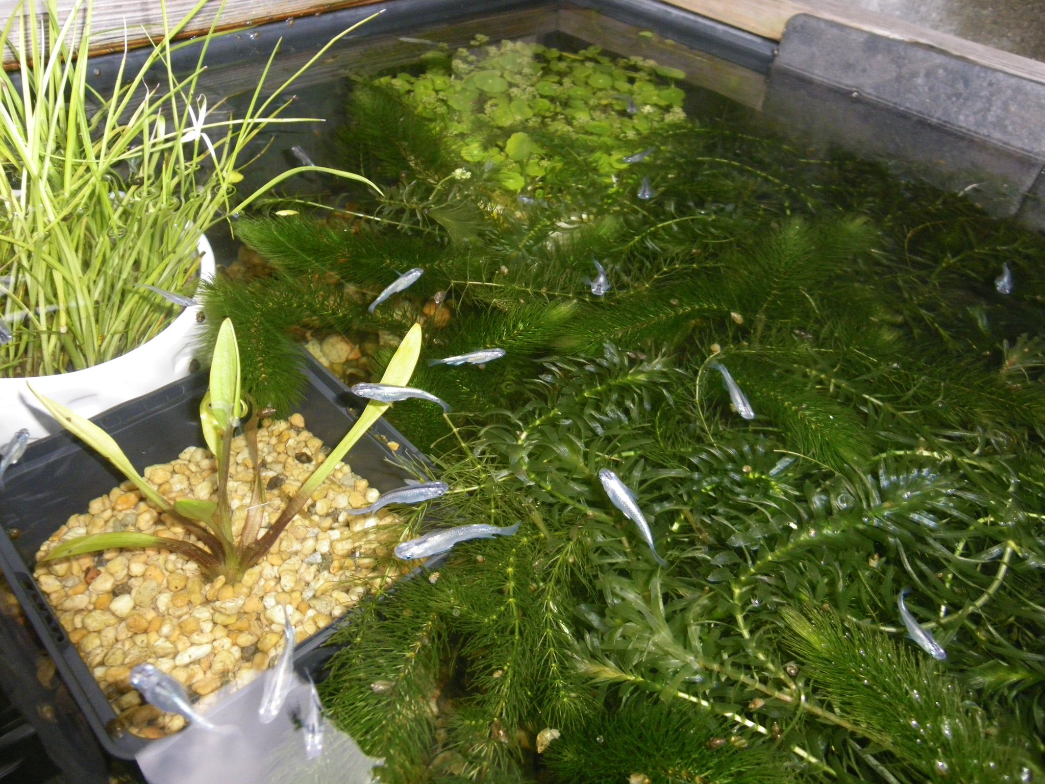 メダカの大工 ナガバオモダカをプラ舟のビオトープに レイアウトしました 水草専用のプラ舟と 成長の違いを観察します ビオトープ のほうが栄養が豊富で 成長がよいと思います 発芽して1年のケヤキは 幹を太くするため メダカの大工 ナガバオモダカをプラ舟のビオトープに レイアウトしました 水草専用のプラ舟と 成長の違いを観察します ビオトープ のほうが栄養が豊富で 成長がよいと思います 発芽して1年のケヤキは 幹を太くするため