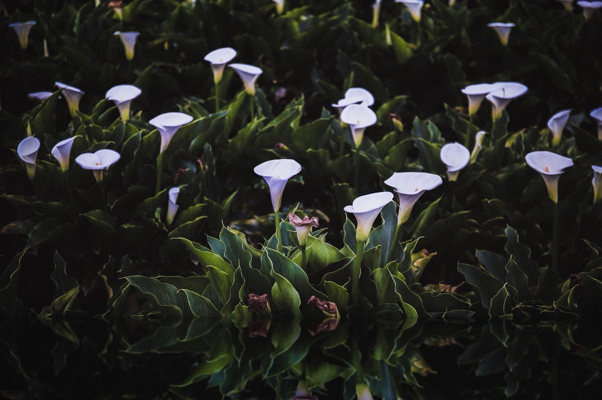 yukimarvellous's tweet photo. #photograhy https://t.co/BO4SbUyBBf