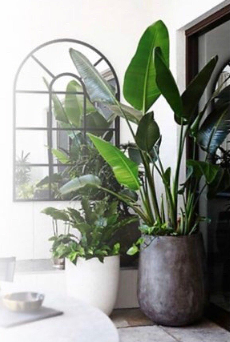 Webshop Fleur.nl loopt voorop in de online verkoop van duurzaam geteelde planten. Lees hier over het pilotproject van Fleur.nl en MPS Volgjebloemofplant.nl 

my-mps.com/index.php?opti…