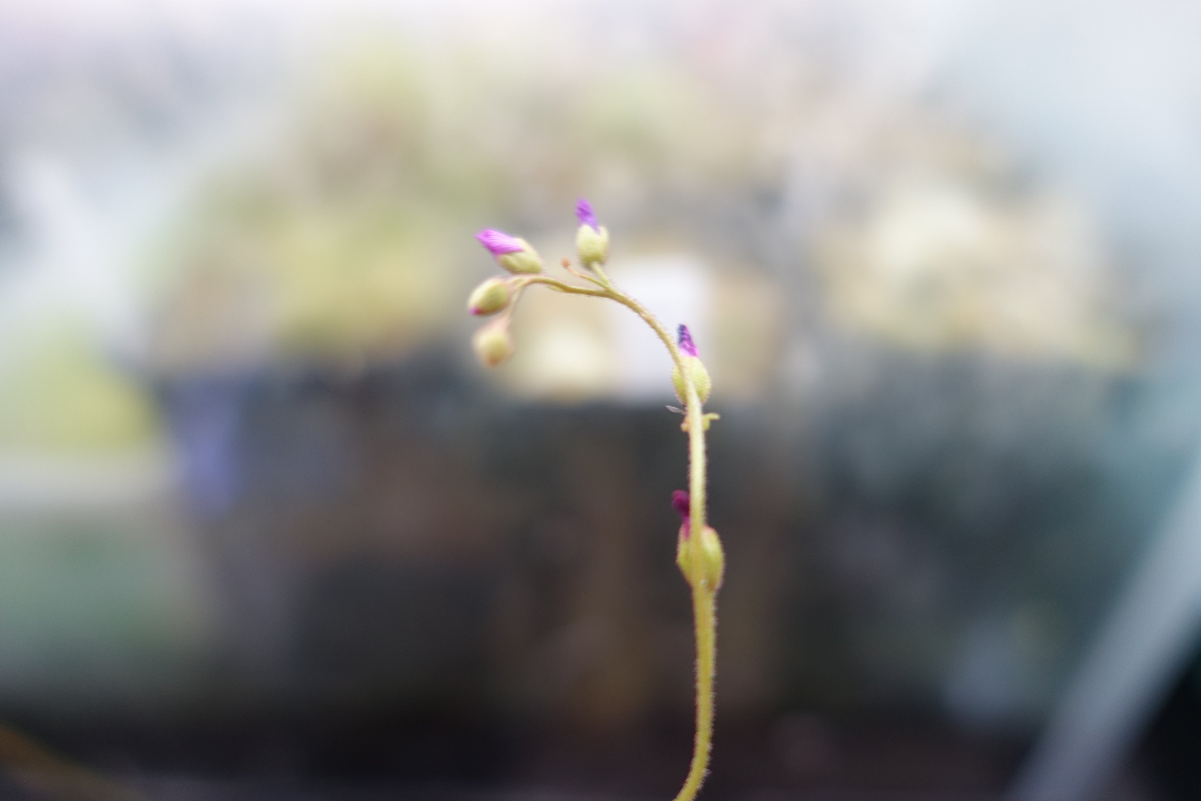 樹悠 見知らぬ モウセンゴケ 突如鉢から出てきたヤツ 葉の形 冬芽有 花はピンク アフリカサジバだと推測 でも冬芽はないはずだが 誰だお前は わからないともやもやする 食虫植物 モウセンゴケ T Co B6scemgcol Twitter