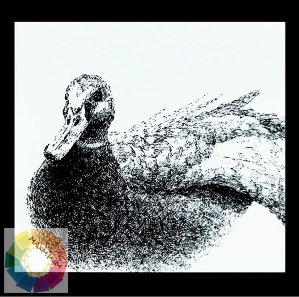 F_A_Blog's tweet photo. It’s not a sitting duck. It’s an angry bird. – Max Kim https://t.co/UctaxQ2OOR https://t.co/NCNhYS2z3u