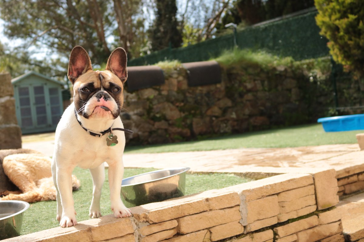 DoggyDaycareSW's tweet photo. We hope you all had a great bank holiday weekend! We had fun with the gang as always... #cornwall https://t.co/MBDaoMfUl9