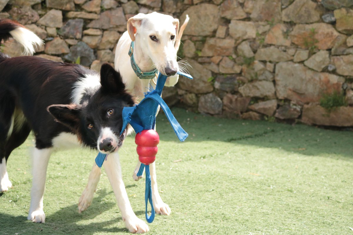 DoggyDaycareSW's tweet photo. We hope you all had a great bank holiday weekend! We had fun with the gang as always... #cornwall https://t.co/MBDaoMfUl9