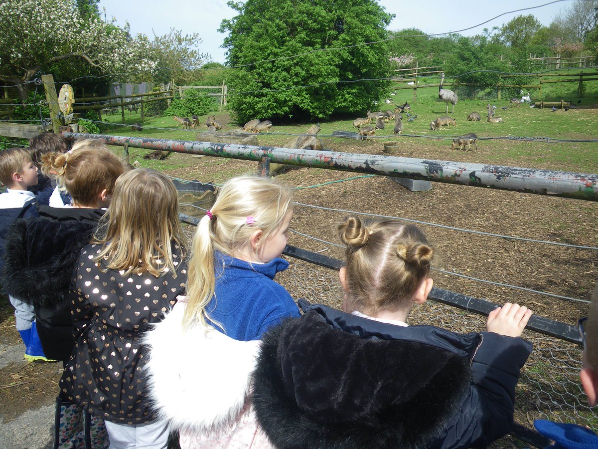 Ospringeprimary's tweet image. Turtles class trip to Badgers Hill Farm #animalfun #summerterm