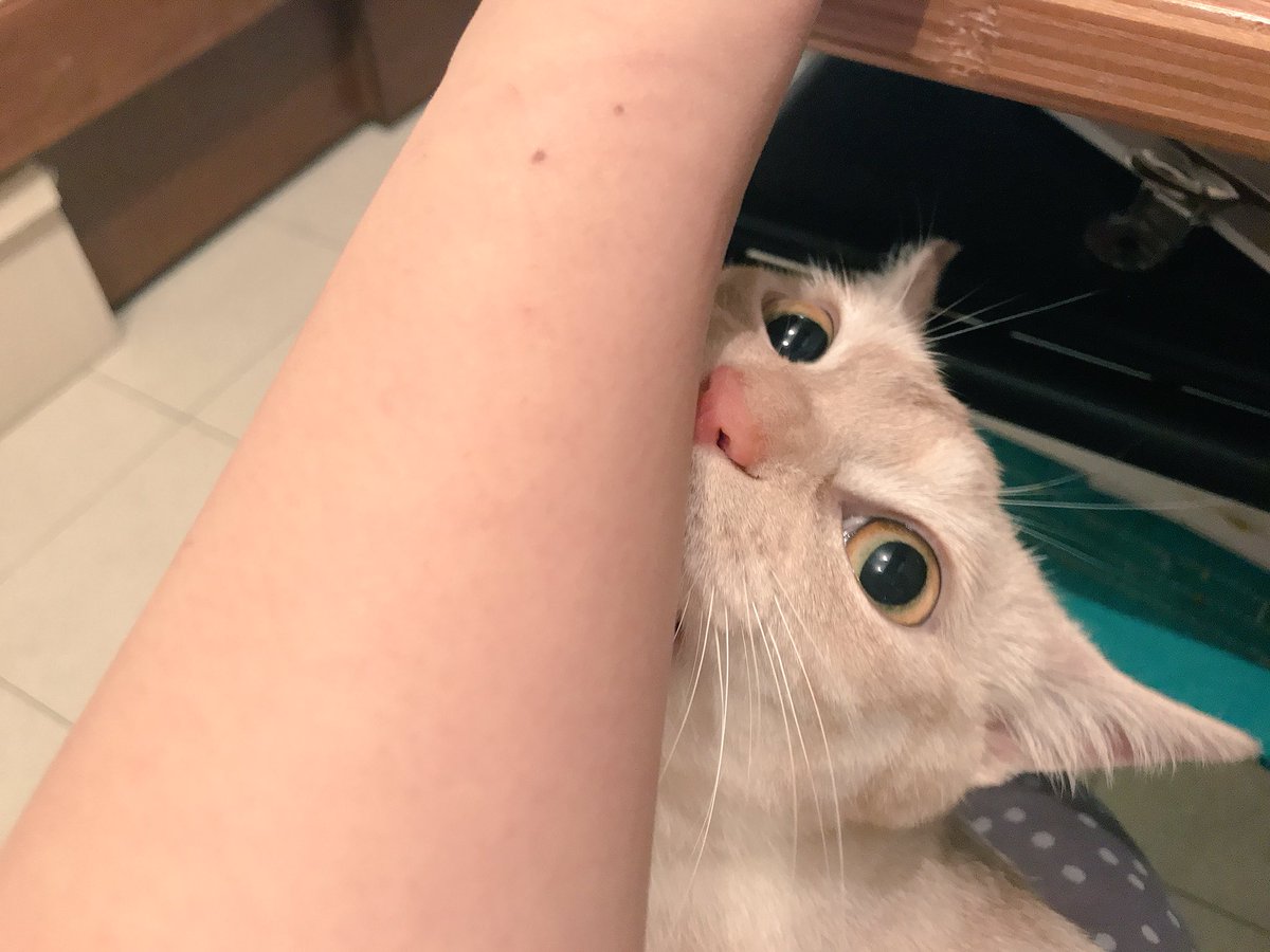 猫本専門 神保町にゃんこ堂 姉川書店 Ar Twitter リクジロウくん 膝に乗ってきた瞬間 ゴロゴロいいながら私の腕に噛みついてくるとです 噛みつき王子 リクジロウ にゃんこ堂