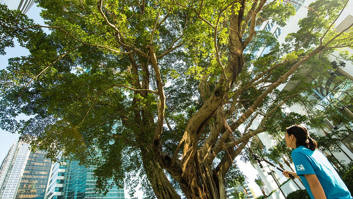 MINI's tweet photo. Surgeons of the sky. Using the MINI #Countryman as an assistant, arborists remove branches and care for the ancient trees of Hong Kong. #KeyMission360 #NikonD810 https://t.co/aH7qJIn4B5 https://t.co/Em55obsI7H
