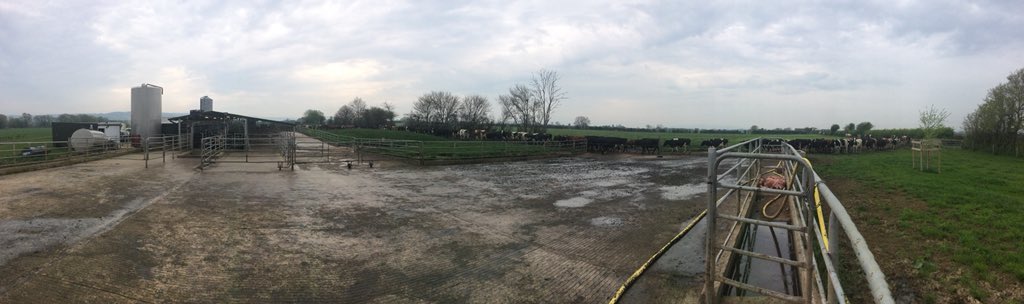 MeadowsFarmVets's tweet photo. Time to #mobilityscore your herd?
MFVets email reports creating work list for foot-trimming, or monitoring lameness rates
MFVets provide foot-trimmers and/or vets with hydraulic #wopa crush to safely lift front & back feet
#teambeef #teamdairy #teamvet https://t.co/6U7yv4l7gY