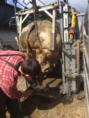 MeadowsFarmVets's tweet photo. Time to #mobilityscore your herd?
MFVets email reports creating work list for foot-trimming, or monitoring lameness rates
MFVets provide foot-trimmers and/or vets with hydraulic #wopa crush to safely lift front & back feet
#teambeef #teamdairy #teamvet https://t.co/6U7yv4l7gY
