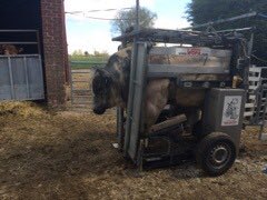 MeadowsFarmVets's tweet photo. Time to #mobilityscore your herd?
MFVets email reports creating work list for foot-trimming, or monitoring lameness rates
MFVets provide foot-trimmers and/or vets with hydraulic #wopa crush to safely lift front & back feet
#teambeef #teamdairy #teamvet https://t.co/6U7yv4l7gY
