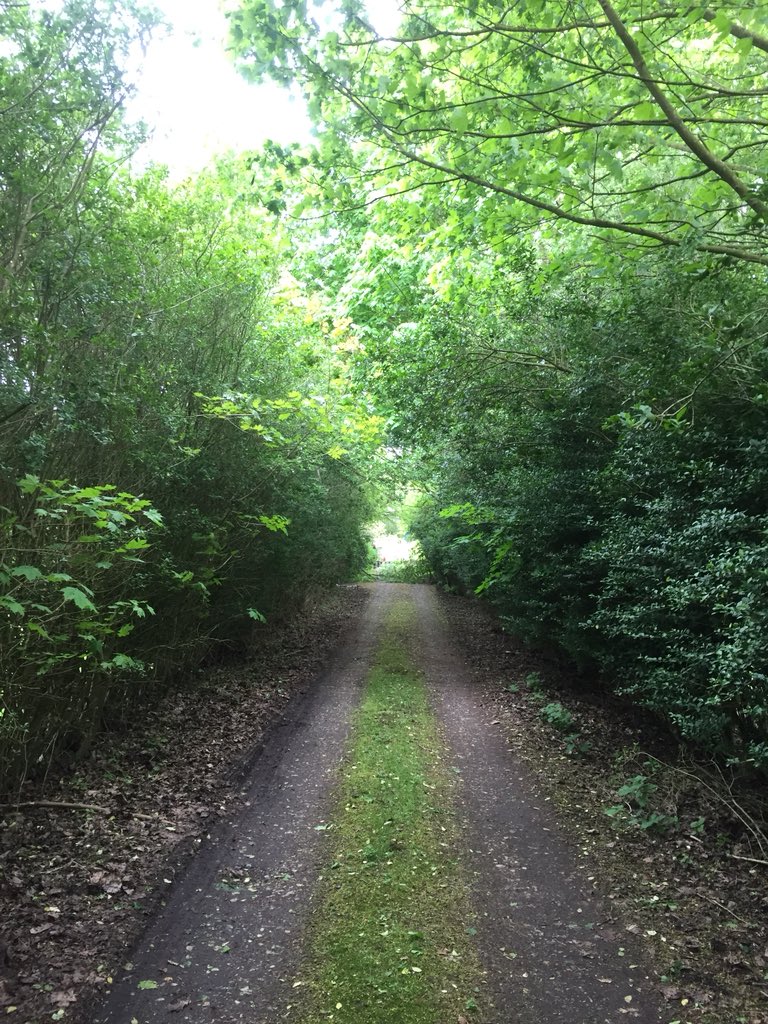 Haine Tree Services tweet media