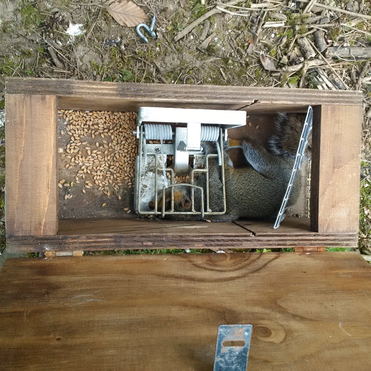 A range of traps are used with <a href="/Sparsholt_Coll/">Sparsholt College</a> game students but the DOC from <a href="/Perdixwildlife/">Perdix Wildlife Supplies</a> has got to be the most humane for squirrels. Will be good to field trial some @goodnaturetraps for squirrels when they're available <a href="/GWCT/">Game&WildConTrust</a>