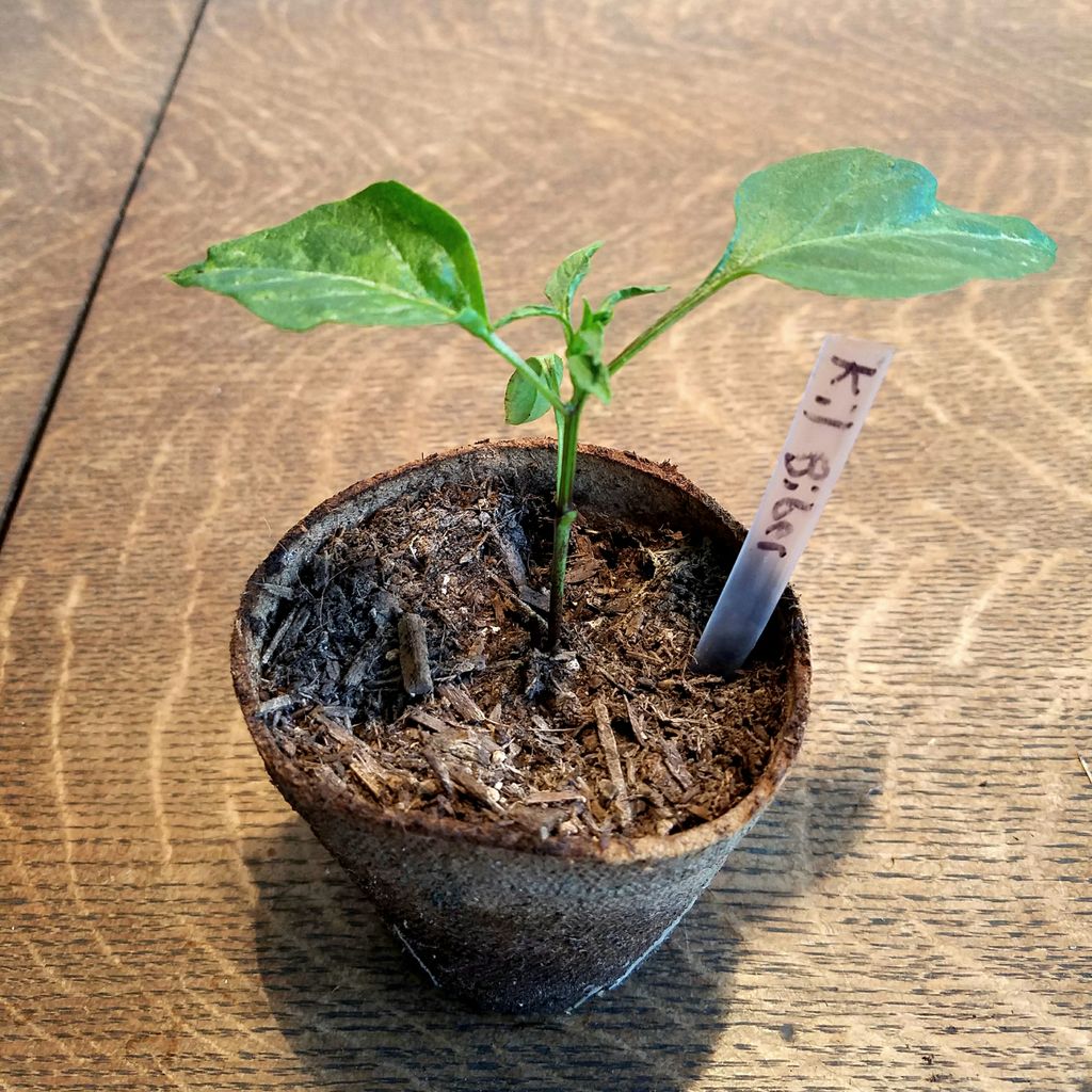 ChaoticGenetics's tweet photo. Kil Biber, a Turkish Cayenne-like #annuum #pepper from @PuckerButt #biology #botany #capsicum #peppers #food #plants https://t.co/R6ET6uMAJ0