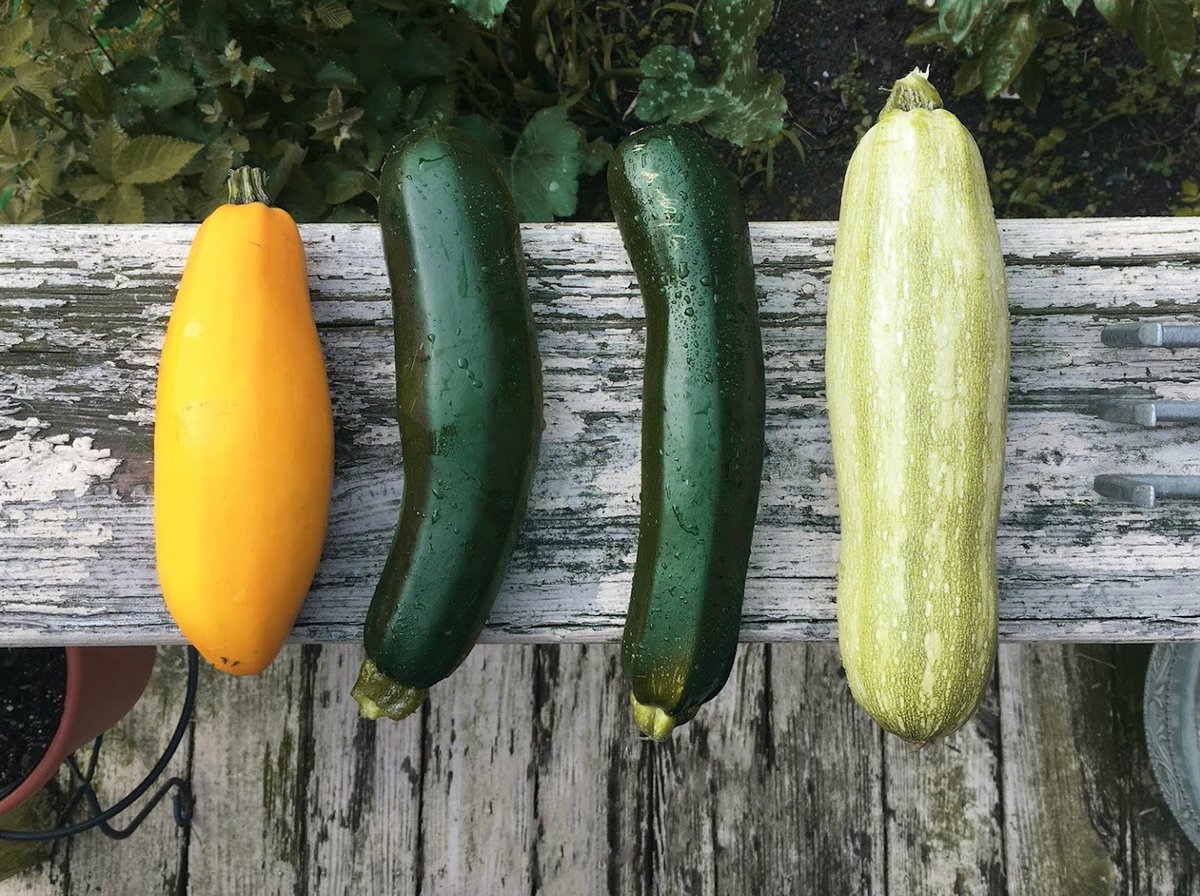 PangeaNutrition's tweet photo. Rich in #Bvitamins and #minerals, #zucchini is also a good source of #fiber. More #MediterraneanDiet facts at https://t.co/LmaXx3Vl3N
#blog #nutritionfacts #nutrition #PangeaNutrition #health #mealplan https://t.co/Dt8mzRkIPA