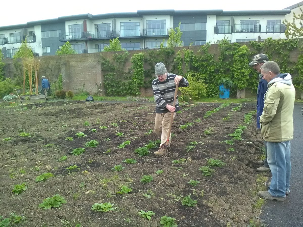 Such an amazing bunch arrived today an with freshly baked cakes....summer is near....big thanks to all who contributed todays lunch....and a cracking shot of Jim in the middle of our potato patch....#communitygardeners
