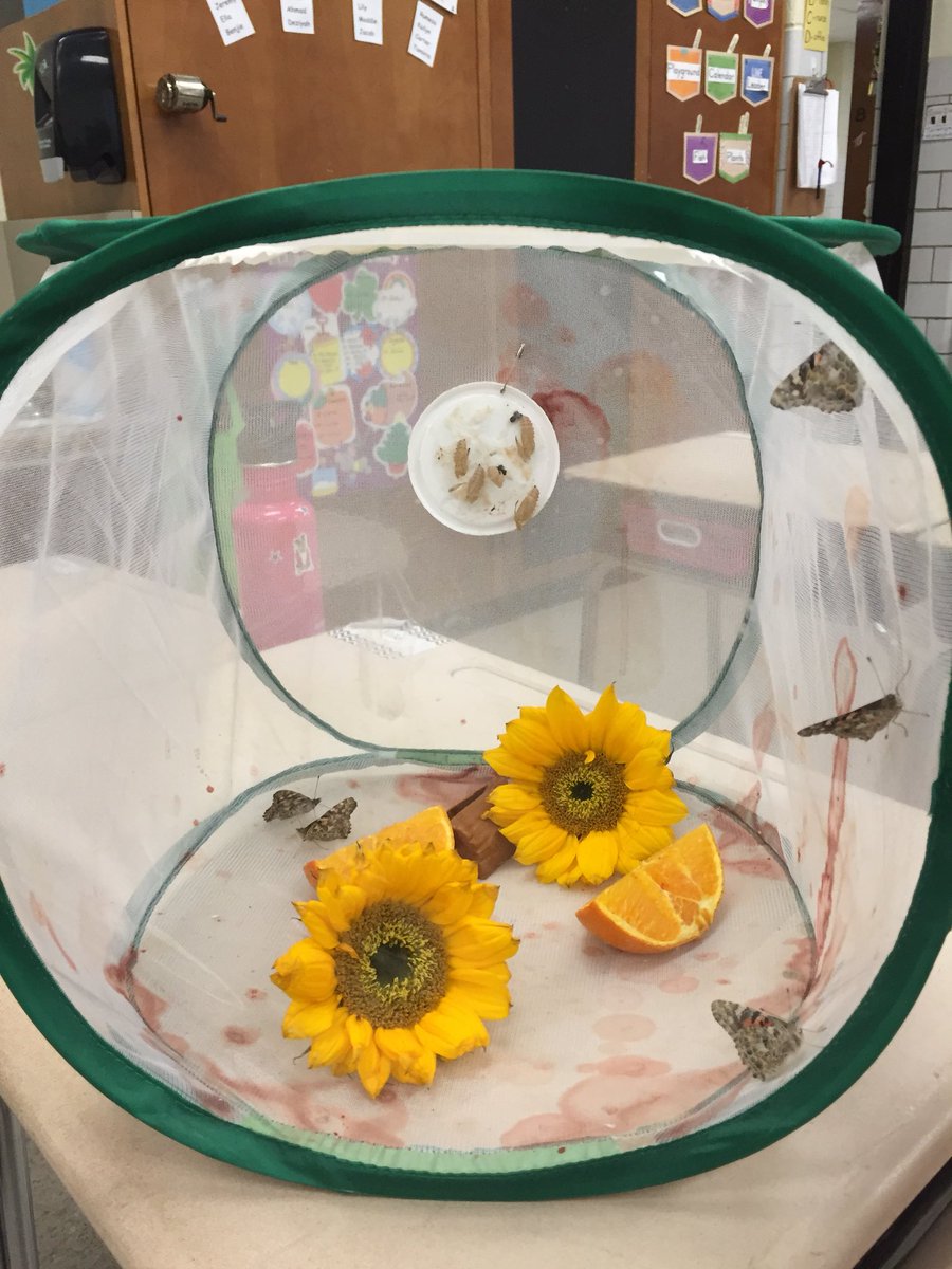 ErikaHerman14's tweet photo. Releasing the butterflies in four hours. Kids are so excited!@Hillcrest_BCPS https://t.co/S2V4UgL8ll
