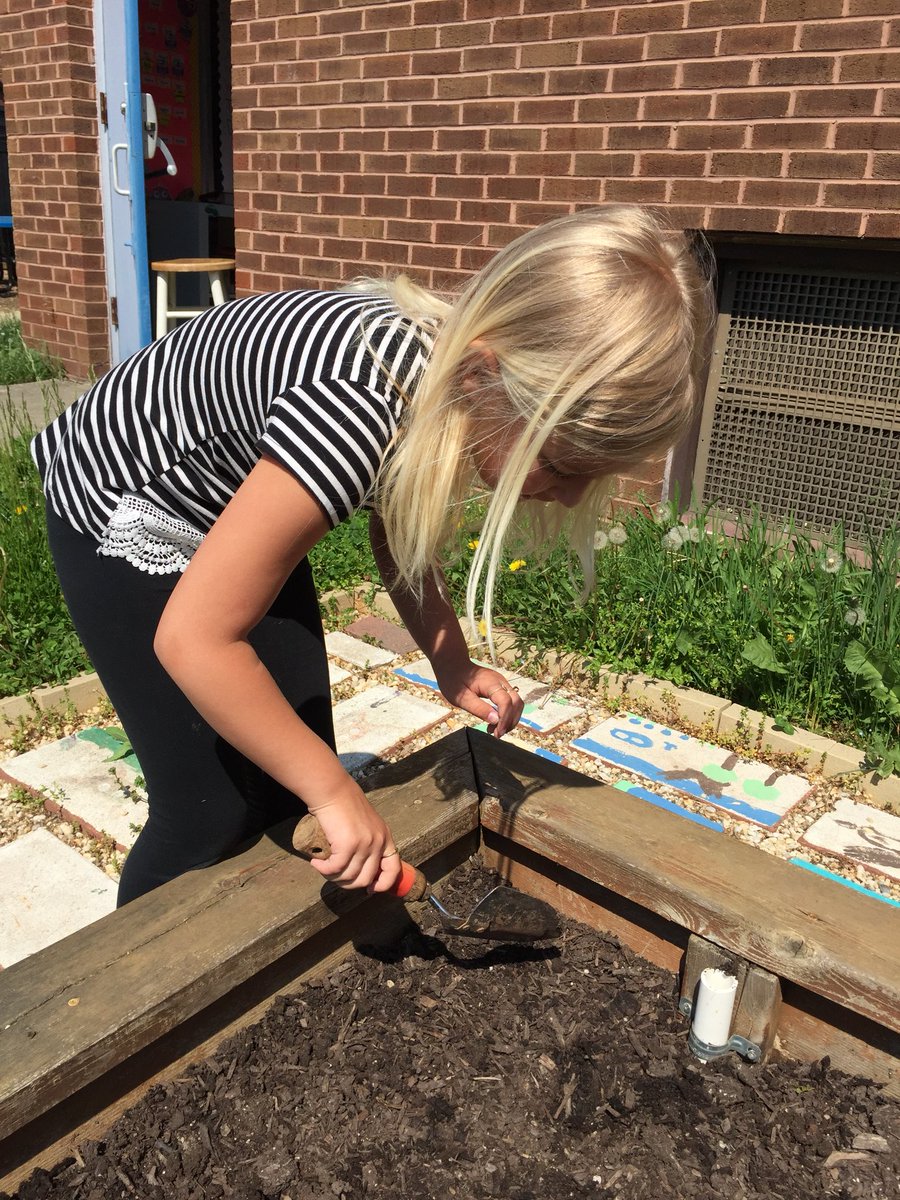 ErikaHerman14's tweet photo. Beautiful day to plant radishes in the courtyard!@Hillcrest_BCPS @JenMLynch @HESCourtyard @bolander_maria @c1shaw https://t.co/uTJqOVIXmz