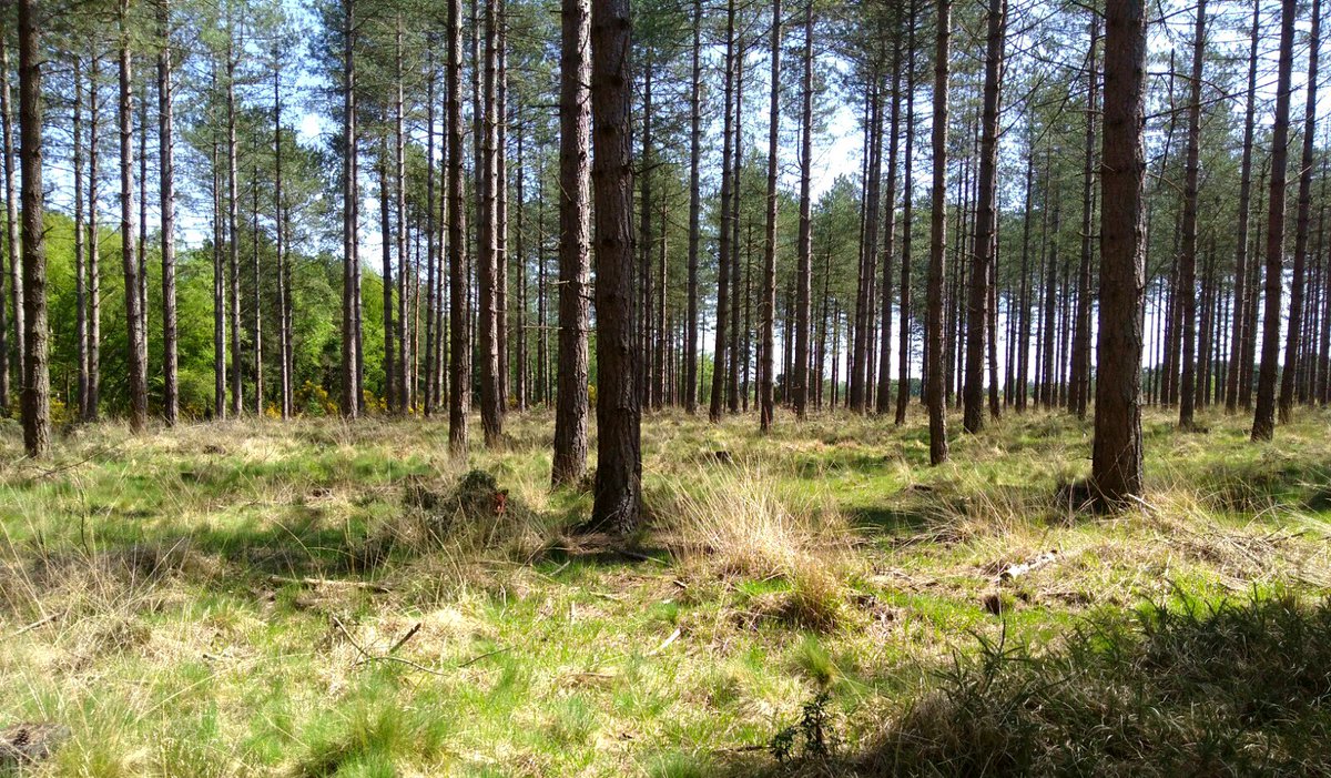 Nature_Travels's tweet photo. Elky made the most of our amazing bank holiday weather, can you see him hiding in the forest? #whereselkywednesday #humpday🐫 #elkysadventures #elksofinstagram #naturetravels #ecotravel #travelgram https://t.co/nCKNr4o3dP