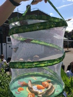 HPA_Philip_Lane's tweet image. Leon Class said an emotional farewell to our butterflies this afternoon! We have loved watching them grow from tiny little caterpillars into stunning butterflies, hopefully they will come back to visit our beautiful blooming playground soon! #HPAPLLeon #letsexplore