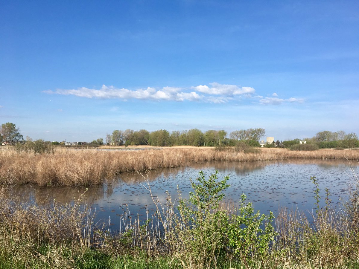 cityofsandusky's tweet photo. Did you know that Pipe Creek is one of the most popular bird watching places in the area? Check it out sometime!! 🦅🌿🐦🌾 #MegansWorld https://t.co/7weEyUxP8n