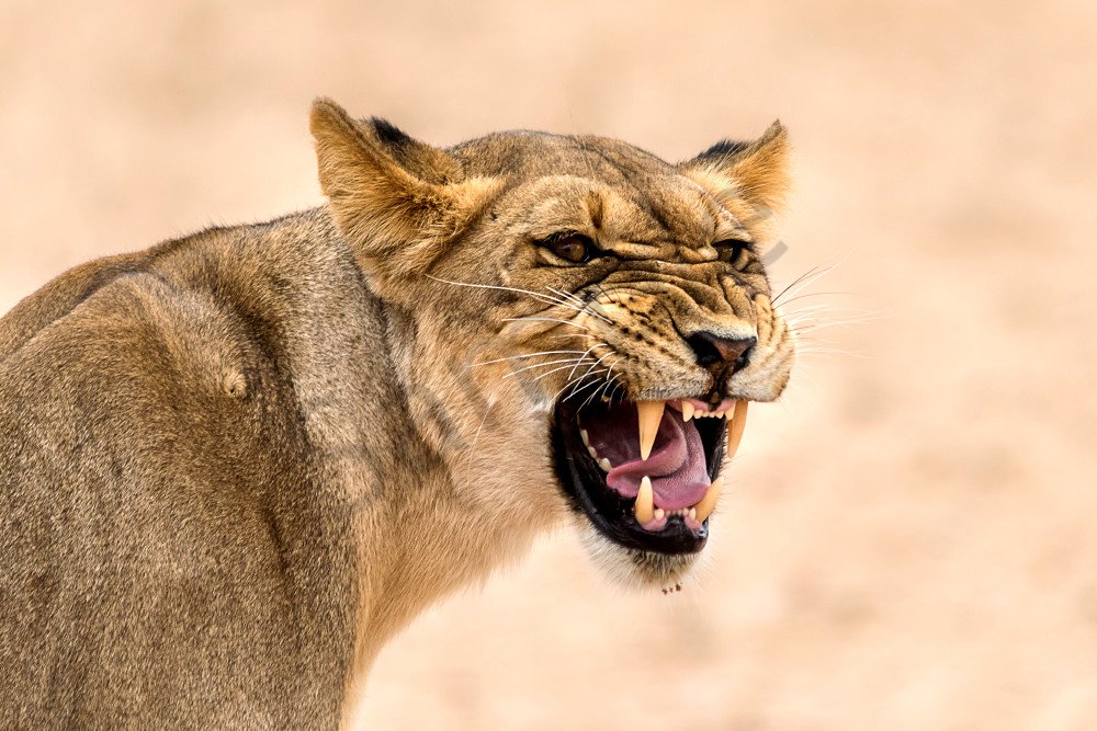 Second season! Playoffs begin tonight when <a href="/HowardGirlsLaX/">Howard Girls Lax</a> hosts <a href="/perryhallath/">Perry Hall Athletics</a> at 7:00 tonight. All tickets $6. #feartheroar #MPSSAAPlayoffs