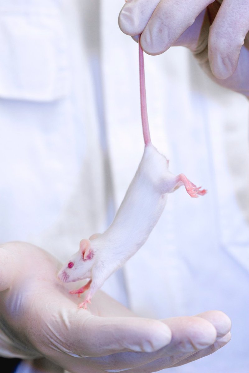 charityvictims's tweet photo. Some charities still support or conduct animal experiments. Find out which do and which don't? Find out: https://t.co/HH6R5ojPKe … https://t.co/WiYL8UChnC