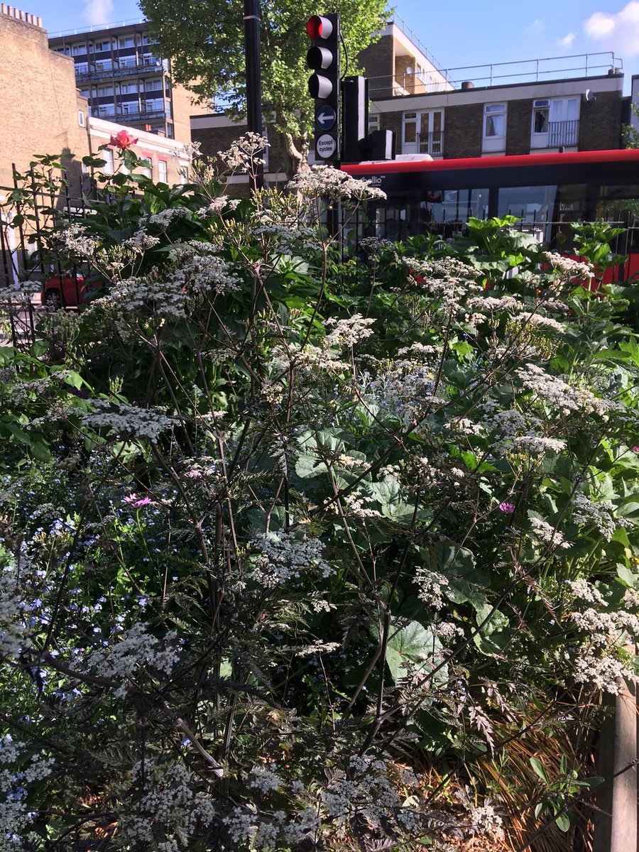 MobileGardeners's tweet photo. Elliott’s Row Pocket Park more verdant than ever. Plants love the manure and extra light since the wind blown tree went https://t.co/xHXyDlvxrT