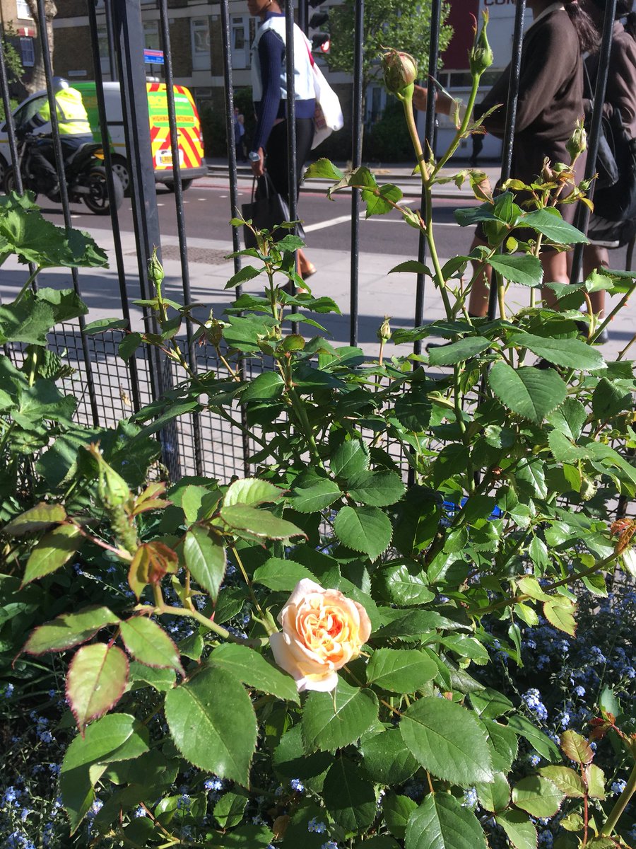 MobileGardeners's tweet photo. Elliott’s Row Pocket Park more verdant than ever. Plants love the manure and extra light since the wind blown tree went https://t.co/xHXyDlvxrT