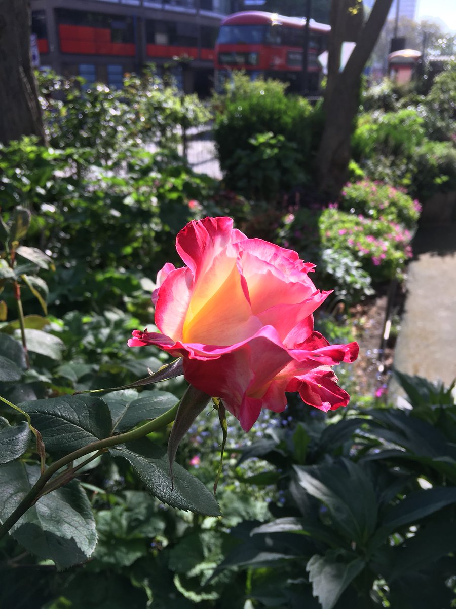 MobileGardeners's tweet photo. Elliott’s Row Pocket Park more verdant than ever. Plants love the manure and extra light since the wind blown tree went https://t.co/xHXyDlvxrT