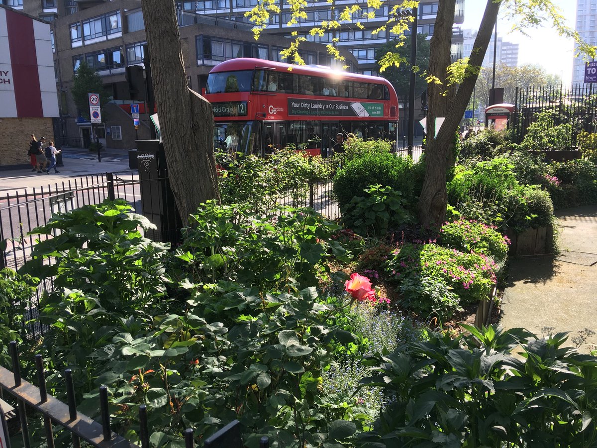 MobileGardeners's tweet photo. Elliott’s Row Pocket Park more verdant than ever. Plants love the manure and extra light since the wind blown tree went https://t.co/xHXyDlvxrT