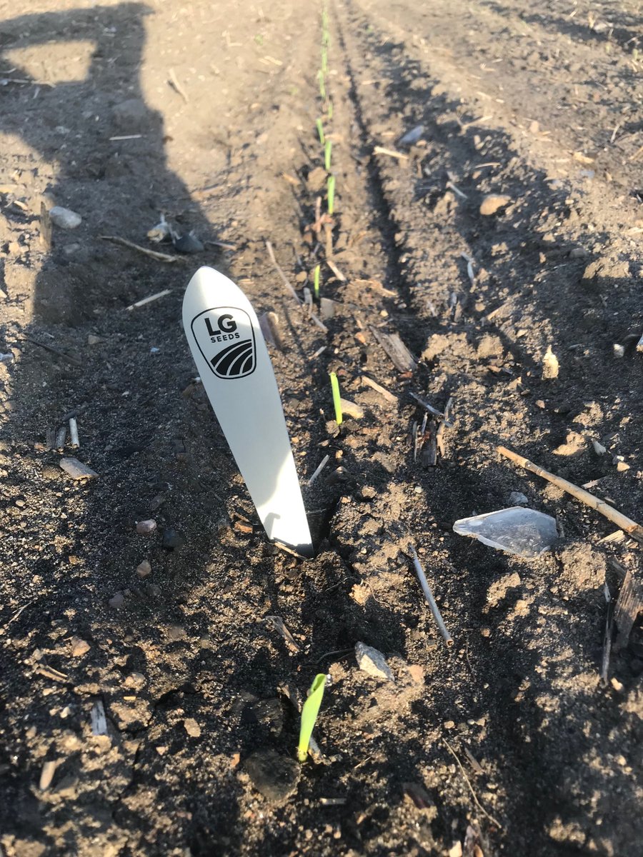 JustinSchneid18's tweet photo. First planted corn starting to pop up in rows throughout MI!!! @LGSeeds @GreatLakesSeed https://t.co/C1jzKNknZB