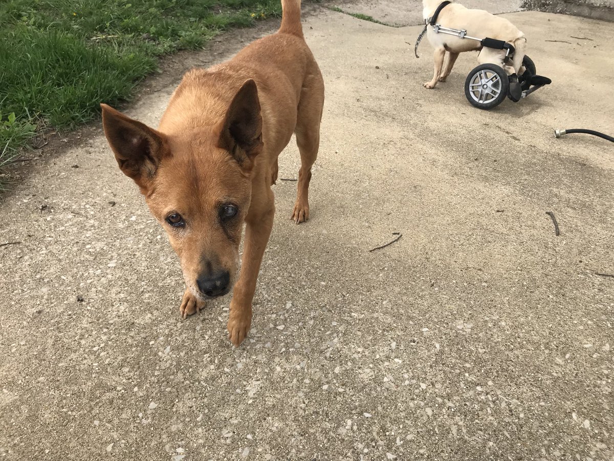 RandyGrim's tweet photo. Quentin who survived the gas chamber 15 yrs ago and closed down so many is about to turn 18!  #heroesofhope https://t.co/ED86FTM2aq