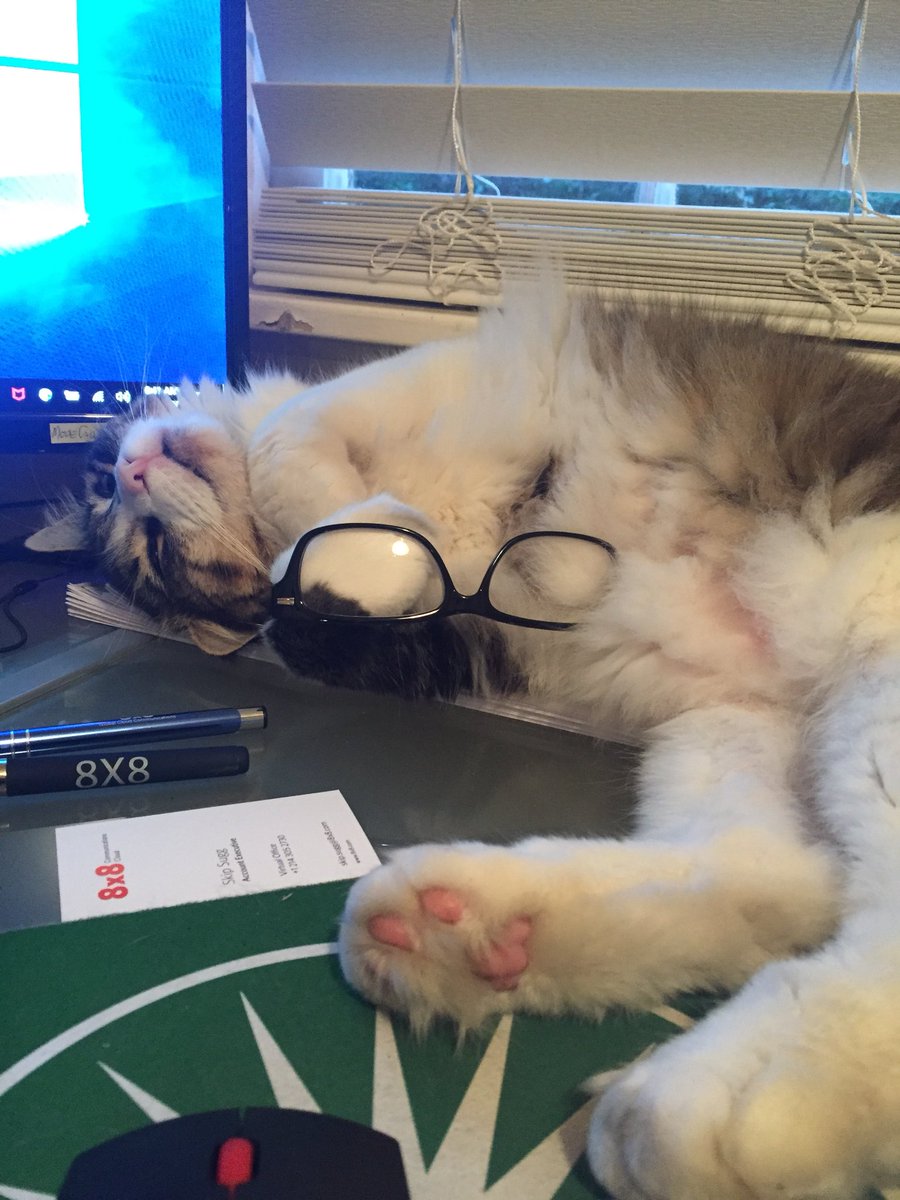 SkipSugg's tweet photo. My coworker decided to sleep in this morning! Make it a great day! #UCaaS @8x8 https://t.co/8eEpsUhHq2