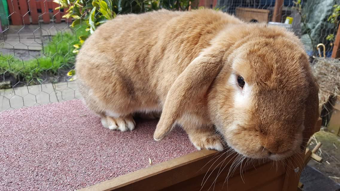 LittlestLives's tweet photo. Our lovely boy Bumble is back on the dating market! He is very active and loves jumping and climbing so will need a set up to reflect his needs. He is very friendly and really wants a wifebun 💕🐰 https://t.co/FsnTMl34JM