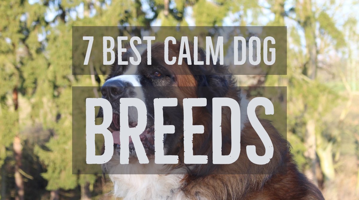 DogCatArthritis's tweet image. 7 Best Calm Dog Breeds
dogandcatarthritis.com/dogs/7-best-ca…
#dogandcatarthritis #calmdogs #dogbreeds #bestdogs #dogs
