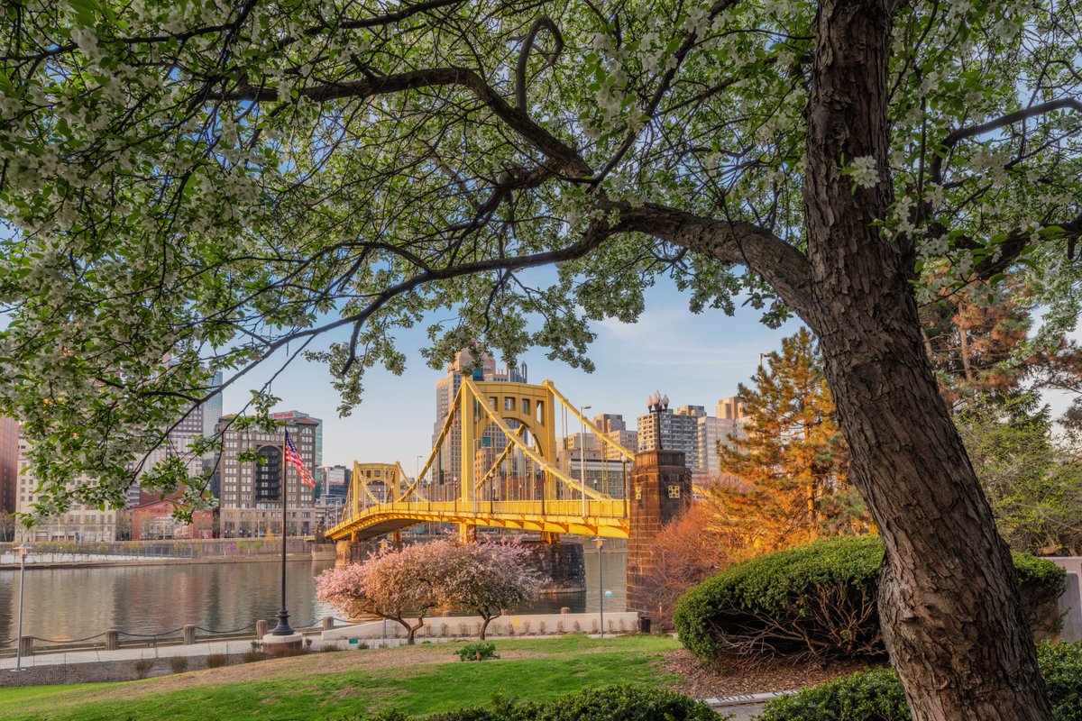 DaveDiCello's tweet photo. Some scenes of #Pittsburgh just never get old for me, like the trees along the North Shore framing the city.  When the flowers were blooming last week the view was incredible, just as the sunlight was hitting the Clemente Bridge. https://t.co/By7qXf837j