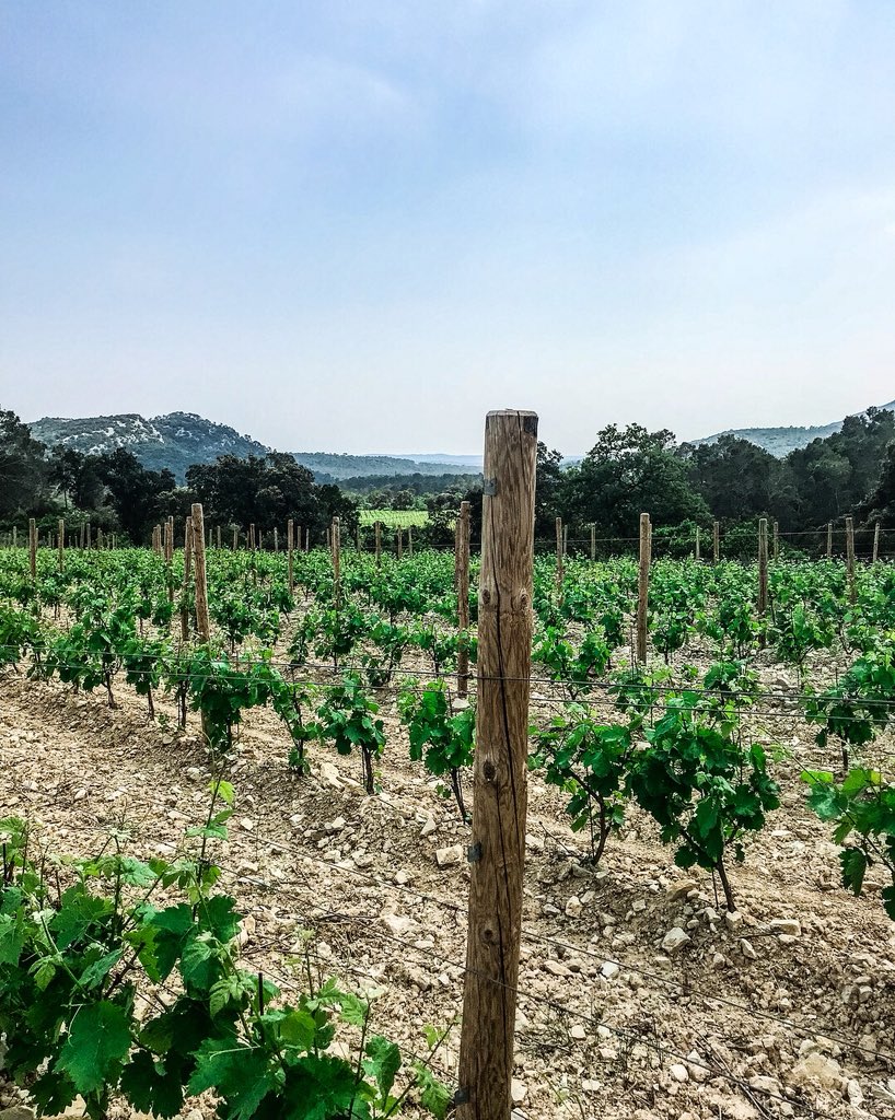 L’ébourgeonnage avant l’orage 🌩 #MasGourdou #PicSaintLoup #nature #jeudiphoto #languedoc #hérault #NaturePhotography #Valflaunès #vin #vignes