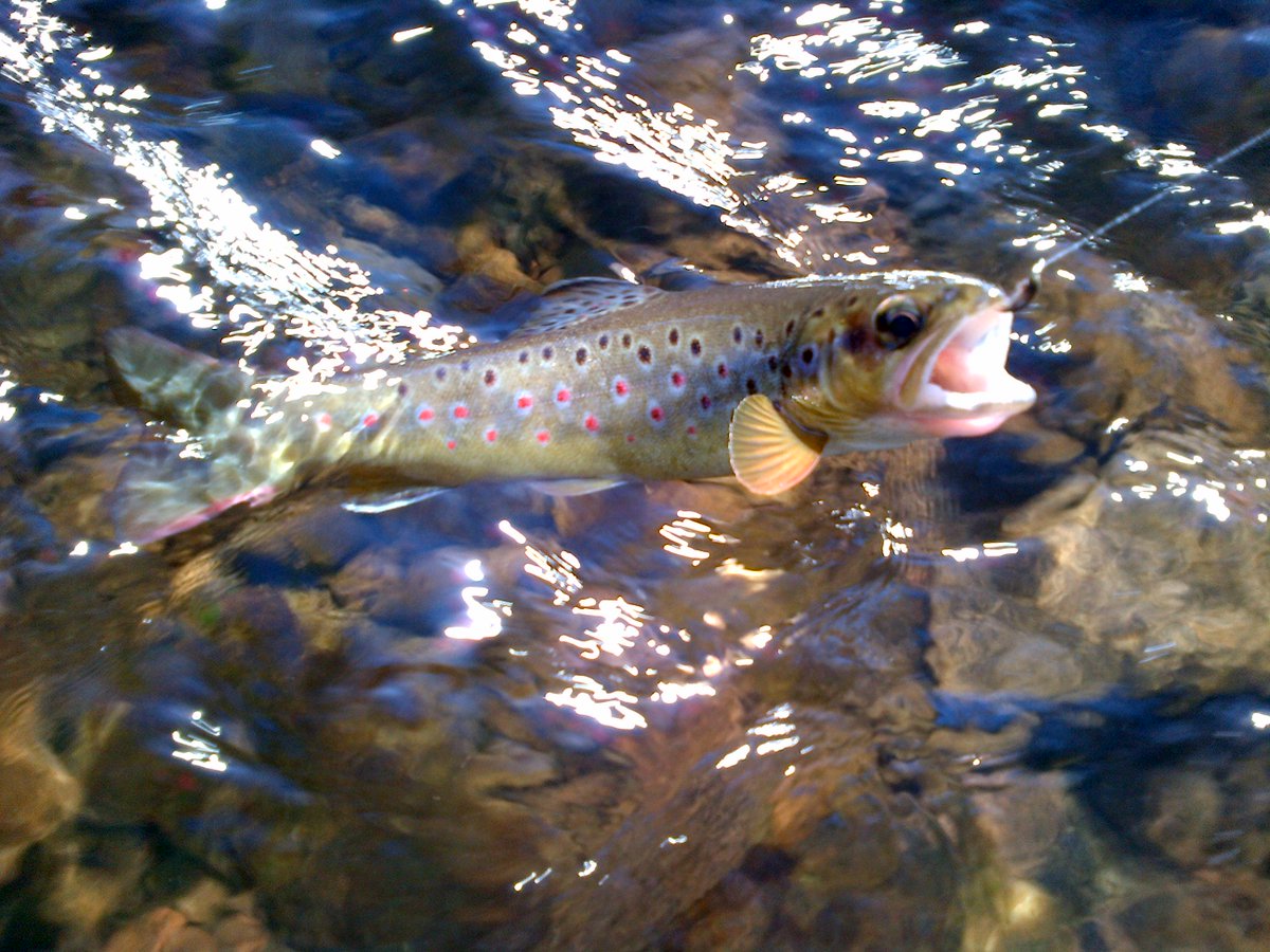 CT4Flyfishing's tweet photo. River Wild - A Beautiful Brown Trout Caught On Local Village River . . 🎣🎣 https://t.co/Vdct5nCPXO