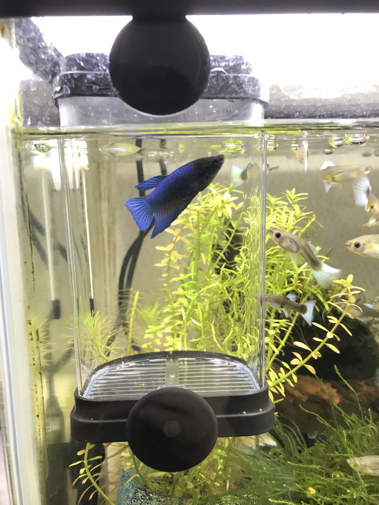 けんご この水槽内につけられる隔離ケース良い まめに水換えしなくて良いし 下にフン溜まらないし コレクションケースも増やして景観を揃えました 誤食するグラスサンドやめて プラスチックの宝石 入れてみた 問題ないかな ベタ 熱帯魚