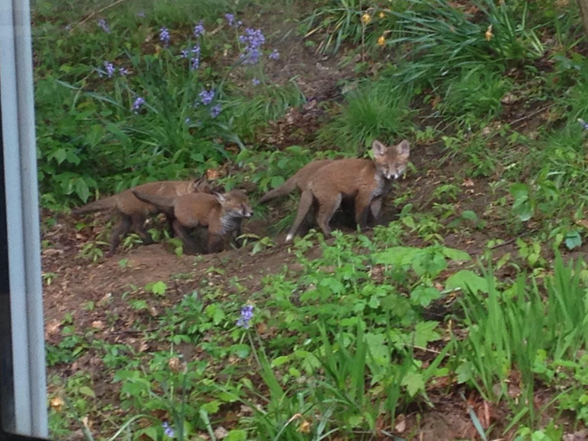 HelenInMcr's tweet photo. Actual fox cubs playing in the grounds of my daughters school last night. Best PTA meeting entertainment ever! https://t.co/DwNVKLe2B1