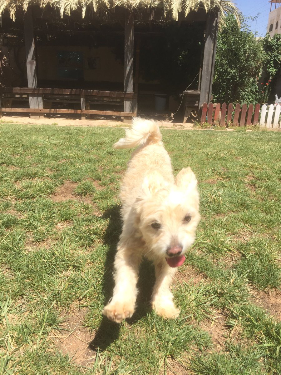 StephenAlbone's tweet photo. I have just spent a pointless but thoroughly enjoyable hour failing to teach this this little fluff ball to sit. However I am certain that she’s still going to be a big hit with the children visiting the @SPANAcharity #HumaneEducation centre in Jordan. https://t.co/BqmzI2GaIE