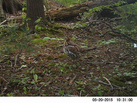 Canid_Camera's tweet photo. This may not be the best photo but we love it! Our first #RuffedGrouse spotted on #CanidCamera. That neck band and brown speckled plumage make for an easy ID!
Find more wildlife & help us create thriving forests @
https://t.co/PVHVUwh56n
#trailcam #wildlife #grouse #bird https://t.co/S3kWaXcvgu