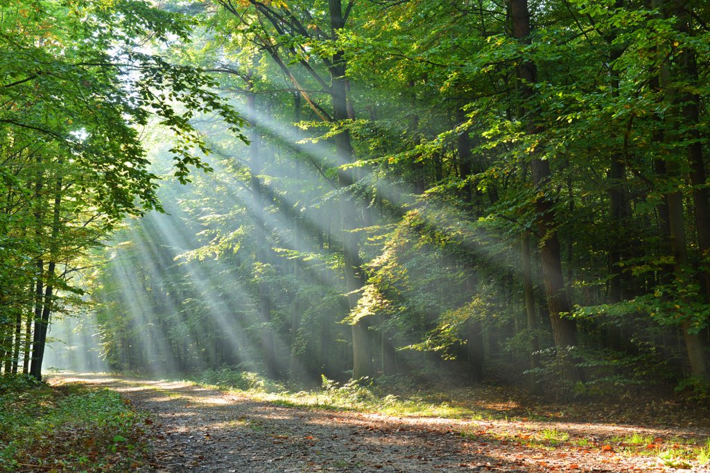 Et si on s’offrait une virée en forêt pour recharger ses batteries ? Tous nos conseils demain à 10h10 sur <a href="/totem_radio/">TOTEM - A votre tempo !</a>