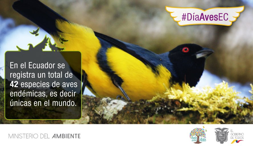 EcuadorMAE's tweet photo. Las aves son indicadores biológicos. Algunas especies son sensibles a las actividades humanas y a la contaminación, por lo que su ausencia o presencia nos puede ayudar a determinar la calidad de los ambientes  #DíaAvesEC https://t.co/8lpybVzDMT