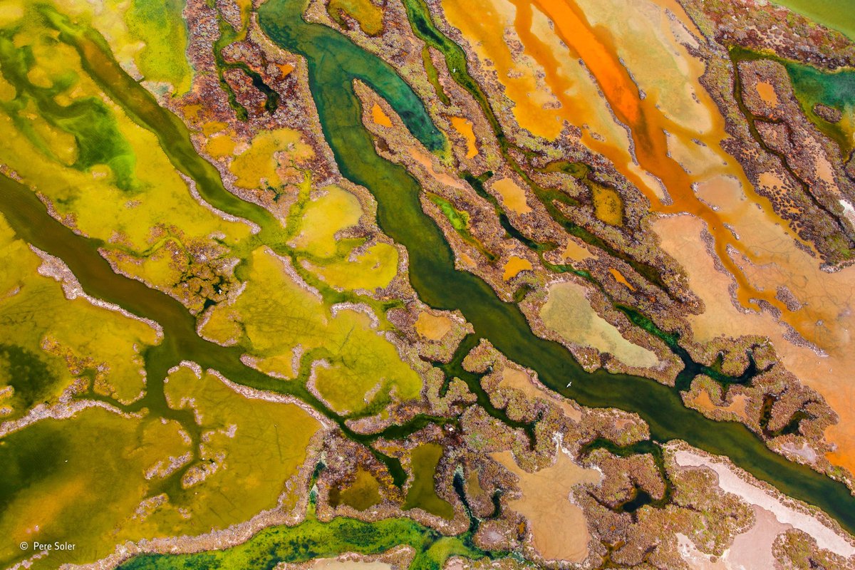 NHM_WPY's tweet photo. For our #WPY_Spring theme: a gloriously green image taken at Bahía de Cádiz Natural Park. In late spring, parts of these marshes burst with intense colour, creating a rich tapestry of textures and patterns. Taken from the air by #WPYalumni Pere Soler, Spain. https://t.co/kBOHQYZWhT