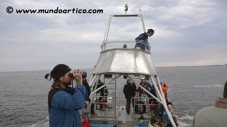 🐳Belguas en Canadá con niños🇨🇦Nuestro viaje nos lleva hasta Churchill,  ciudad situada en la costa norte de Manitoba en Canadá, capital del Oso Polar y lugar donde se desarrolla la mayor migración de belugas del mundo.🌎❄Puedes ver más viajes en: mundoartico.com❄