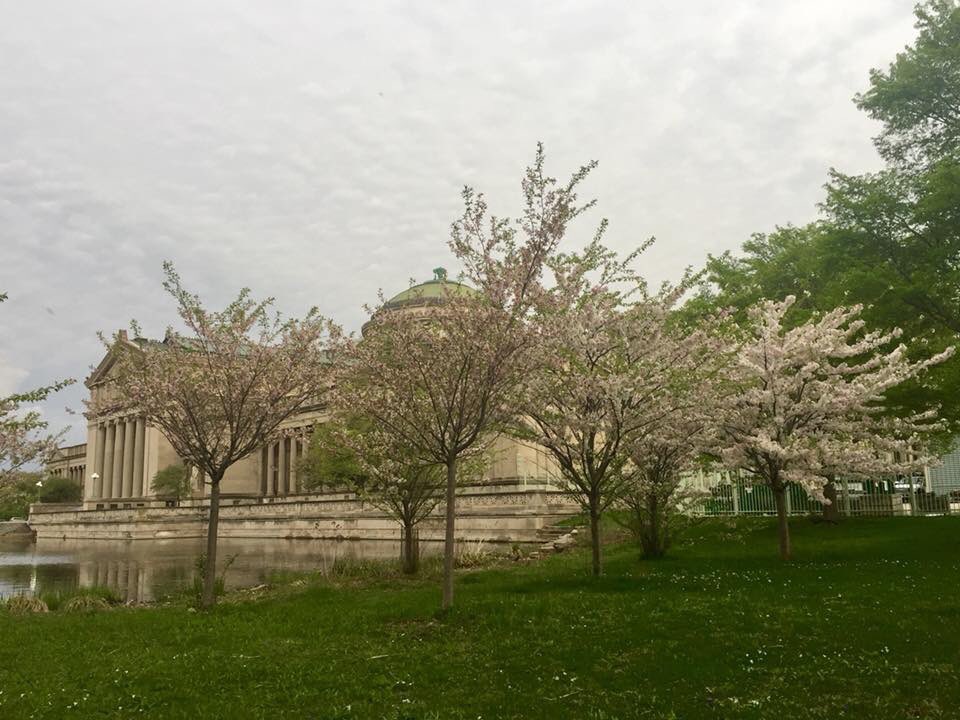 JacksonParkAC's tweet photo. Come on out and see the beautiful #CherryBlossoms before they’re gone! #JacksonPark https://t.co/HOUySJoyM3