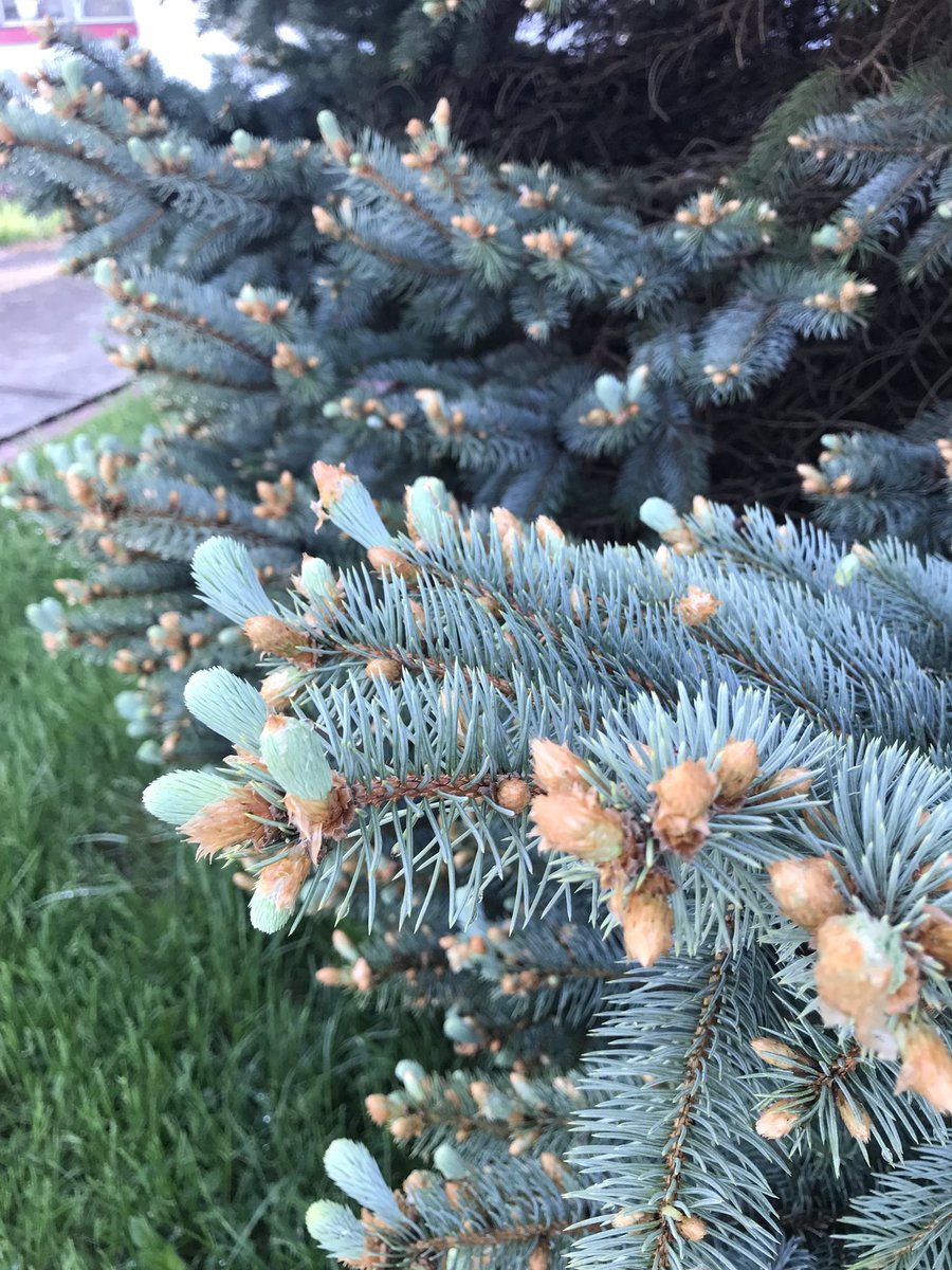 NikkiHendrick12's tweet photo. Spruce buds are breaking and needles are elongating. Get those #Needlecast applications out! Tourney and/ or CLT 720. @AdvancedTurf https://t.co/znXVmv9OOp