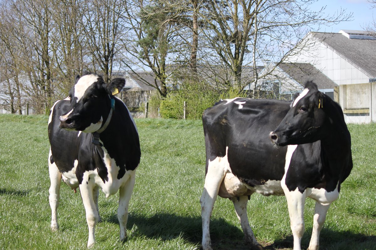 QGG_AU's tweet photo. From March 2018, new article by @chiligingerbeer @elise_norberg #MortenKargo #JanLassen Genetic correlations between #MethaneProduction and fertility, health and body type traits in #DanishHolstein cows https://t.co/6Z7YSIf76m https://t.co/boQyVkeyoW