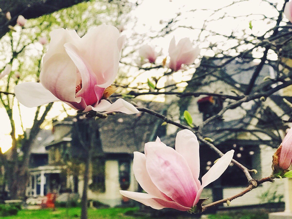 The neighborhood is coming back to life! #mysaintpaul #mnwx #springinthecity #onlyinmn #spring